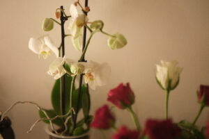 Entspannende Details im Thai Wellness Studio AYAY Thai Wellness & Massage